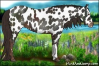 Horse Color:Liver Chestnut Appaloosa 