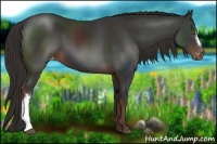 Horse Color:Liver Chestnut Appaloosa