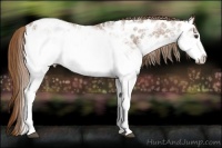 Horse Color:White Spotted Chestnut Appaloosa