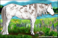 Horse Color:Gray Chestnut Sabino Blanket 