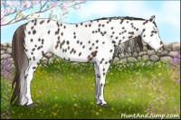 Horse Color:Liver Chestnut Leopard 