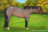 Horse Color:Unknown 