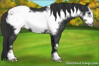 Horse Color:Black Frame Appaloosa