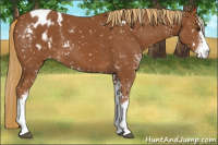 Horse Color:Chestnut Sabino Snowflake Varnish 