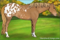 Horse Color:Chestnut Appaloosa