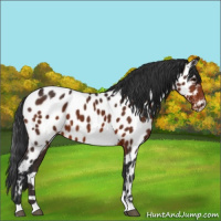 Horse Color:Brown Appaloosa 