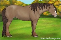 Horse Color:Classic Champagne Splash