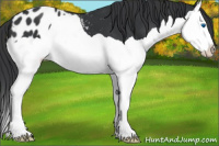 Horse Color:Black Splash Appaloosa