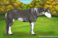 Horse Color:Smoky Black Sabino