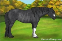Horse Color:Black Rabicano