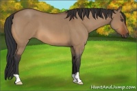 Horse Color:Bay Roan Dun 