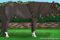 Horse Color:Smoky Black 