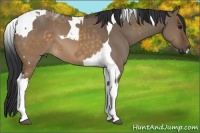Horse Color:Brown Dun Tobiano  and Brown Dun Tobiano 