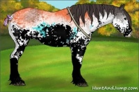 Horse Color:White Spotted Smoky Black 