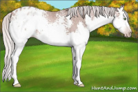 Horse Color:Gray White Spotted Silver Amber Champagne Roan Splash Appaloosa 