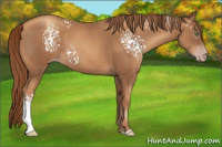 Horse Color:Gray White Spotted Gold Champagne 