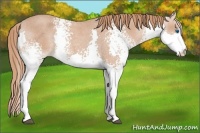 Horse Color:White Spotted Red Roan Splash 