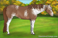 Horse Color:White Spotted Chestnut 
