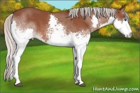 Horse Color:White Spotted Silver Bay Splash 