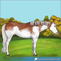 Horse Color:White Spotted Silver Bay Splash