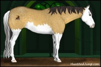 Horse Color:Buckskin Dun Splash
