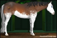 Horse Color:White Spotted Brown Sabino Splash 