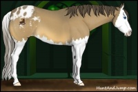 Horse Color:Buckskin Roan Splash Appaloosa 