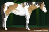 Horse Color:White Spotted Buckskin Tobiano 