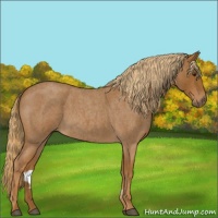 Horse Color:Red Roan