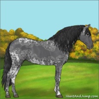 Horse Color:Black Ice 