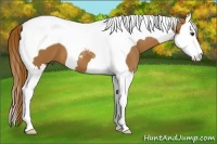 Horse Color:Chestnut Splash Tobiano 