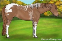 Horse Color:Chestnut Tobiano