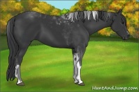 Horse Color:Black Sabino Tobiano 