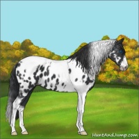 Horse Color:Black Tobiano Frame Appaloosa