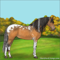 Horse Color:Buckskin Tobiano