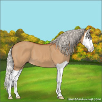 Horse Color:Silver Bay Dun Splash 