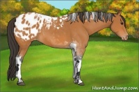 Horse Color:Bay Tobiano Appaloosa 