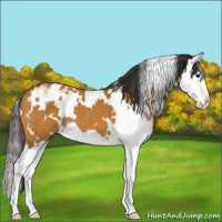 Horse Color:White Spotted Bay Splash Appaloosa 