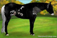 Horse Color:Brown Splash Tobiano Appaloosa 