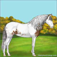 Horse Color:Bay Splash Tobiano Appaloosa 