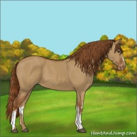 Horse Color:White Spotted Red Dun Varnish