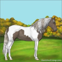 Horse Color:Silver Black Tobiano