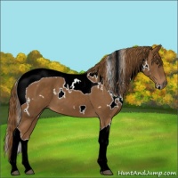 Horse Color:White Spotted Chestnut Tobiano 