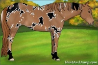Horse Color:White Spotted Chestnut 