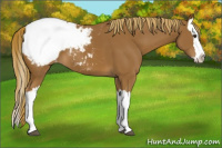 Horse Color:Chestnut Splash Appaloosa