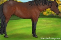 Horse Color:Brown 