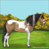 Horse Color:Bay Dun Splash Tobiano Frame