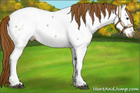 Horse Color:White Spotted Red Dun Near Fewspot 