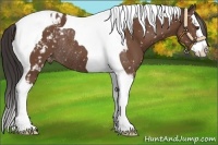 Horse Color:White Spotted Bay Splash Tobiano Appaloosa Rabicano