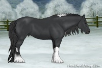 Horse Color:Black Tobiano